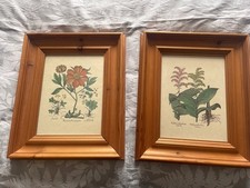 antique botanical prints for sale antique botanical prints for sale  STANLEY