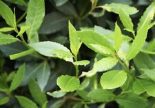 Bay laurel tree for sale  Burlingame