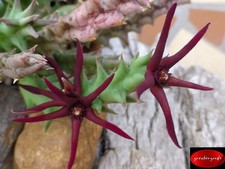 Orbea baldratii showy for sale  Freeport