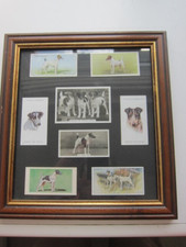 Wire fox terrier for sale  ISLEWORTH