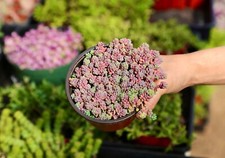 Sedum dasyphyllum minor for sale  San Diego