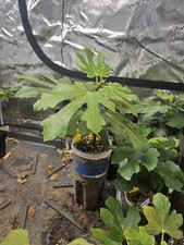 Fig trees many for sale  Edwardsville