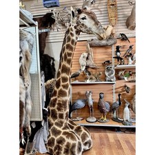 Fh100 giraffe taxidermy for sale  Hill City