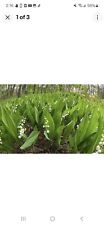 Lily valley plants for sale  Brewer