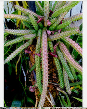 Bunch save plants for sale  USA