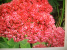 Hohe fetthenne sedum gebraucht kaufen  Sinzheim
