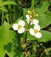 plant arrowhead for sale plant arrowhead for sale Middleboro