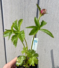Astrantia major rose for sale  WIGTON