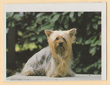Dogs spanish trade for sale  WREXHAM