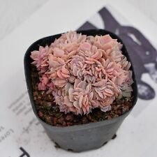 Echeveria blue surprise for sale  Northport