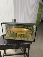 Vintage rainbow trout for sale  CHERTSEY