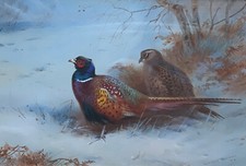 Archibald thorburn fzs for sale  PEEBLES