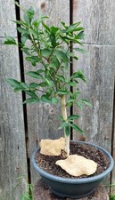 yamadori bonsai gebraucht kaufen  Bad Griesbach i.Rottal