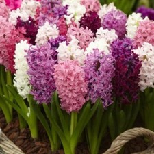 Hyacinth spring bulb for sale Hyacinth spring bulb for sale  GLASGOW