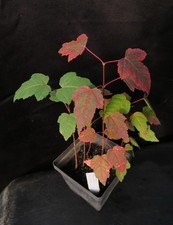 Amur maple acer for sale Amur maple acer for sale  Rochester
