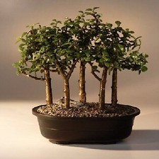 Baby jade bonsai for sale  Patchogue
