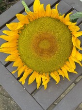 Dried sunflower head for sale  Waynesville