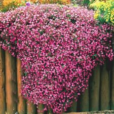 Saponaria soapwort tumbling for sale  KEIGHLEY