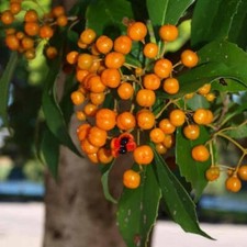 FOLHA DE DIAMANTE PITTOSPORUM 25 SEMENTES PITTOSPORUM RHOMBIFOLIUM ÁRVORE FLORIDA comprar usado  Enviando para Brazil