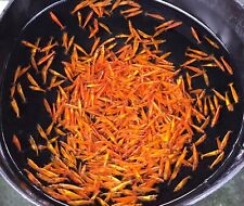 Neo caridina orange usato  Concesio
