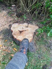 Tree hedges fully for sale  PRESTON