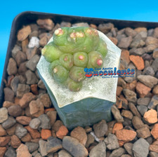 Mammillaria bocasana monstrose for sale  Austin