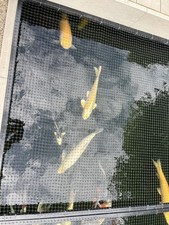 golden orfe for sale golden orfe for sale ROYSTON