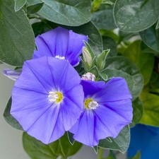 Blaue mauritius blau gebraucht kaufen  Deutschland