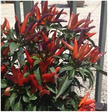 Dwarf pepper hot for sale  LEEDS