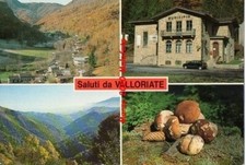 Saluti valloriate funghi usato  San Teodoro