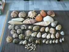 Lot coquillages collection d'occasion  Pavilly