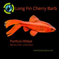 Beautiful long fin for sale  Wimauma