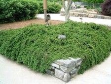 Cotoneaster coral beauty usato  Caravaggio