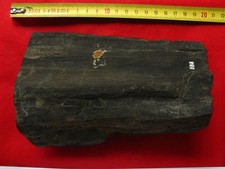 Bois fossilisé carbonifère d'occasion  La Chapelle-Saint-Luc