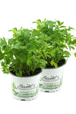 2er set liebstöckel gebraucht kaufen 2er set liebstöckel gebraucht kaufen  Wesel