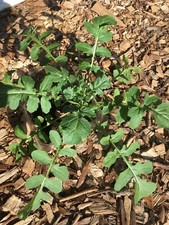 500 arugula seeds for sale  Alexandria