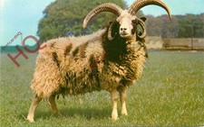 Picture postcard sheep for sale Picture postcard sheep for sale  NEWCASTLE UPON TYNE