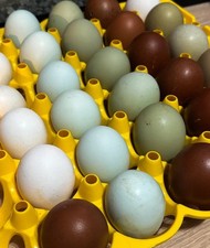 Araucana marans olive usato  Messina