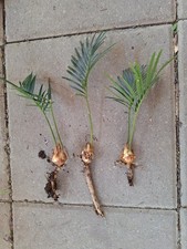 Sago palm tree for sale  Deville