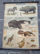 Tavola didattica vintage usato  Gubbio