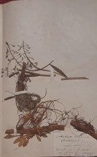 Erbari veneziani biodiversità usato  Urbino
