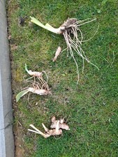 Iris schwertlilie staude gebraucht kaufen Iris schwertlilie staude gebraucht kaufen  Altomünster