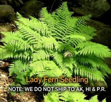 Lady fern rhizomes for sale  Mcminnville