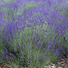 Lavender landscaper pack for sale  Sevierville