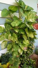 Sale2209 epipremnum aureum usato  Spedire a Italy
