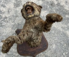 Vintage taxidermy bobcat for sale  Buford