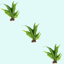 Pack java fern for sale  Forney