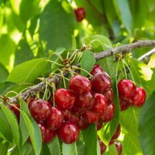 Cherry stella tree for sale  UK