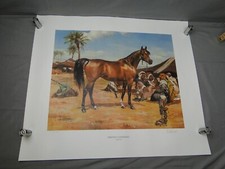 Andre pater friendly for sale  Waco