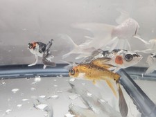 Butterfly koi fish for sale  Ferguson